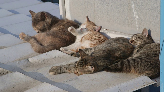 无家可归的猫在屋顶上打盹