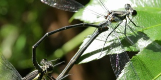 蜻蜓/豆娘交配的微距镜头(5次中的2次)