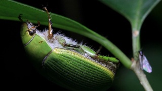 甲虫的昆虫宏视频素材模板下载