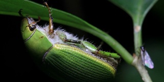 甲虫的昆虫宏