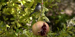 curruca cabecinegra