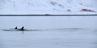 冰岛峡湾的海豚群