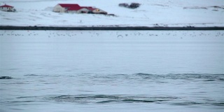 海豚在冰岛农场附近游泳
