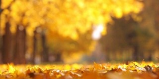 秋天的城市公园里一片落叶。美丽的自然环境
