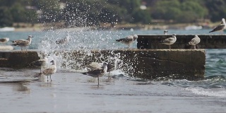 慢动作:码头上一大群海鸥溅起的浪花