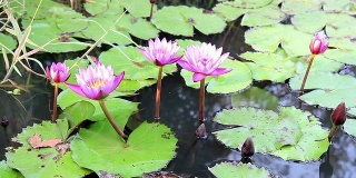 近距离观看美丽的紫莲在自然湖中