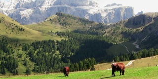 奶牛在草地上吃草，背景是山脉