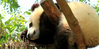 熊猫宝宝睡觉