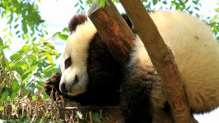 熊猫宝宝睡觉视频素材模板下载
