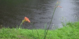 池塘上的夏雨和红伞