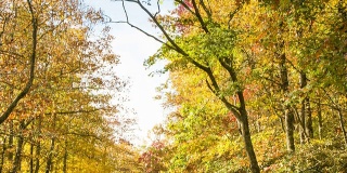 在北卡罗莱纳州山区的秋天彩色森林里行驶的车辆