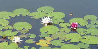 水上有睡莲和粉色睡莲