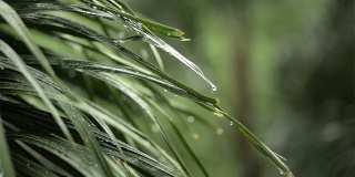 雨和水在绿色棕榈在高清