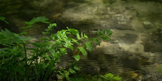 近距离拍摄流水、溪流和植物。