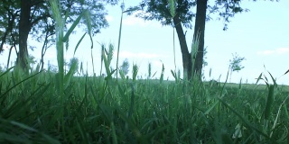 绿草是大自然的背景