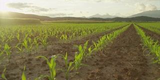 慢镜头:日落时分，玉米地上成排的玉米幼苗
