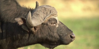 博茨瓦纳，耳朵上有牛啄木鸟的Cape水牛公牛