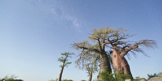 Star time-lapse, milky way galaxy over Baobab trees, Botswana