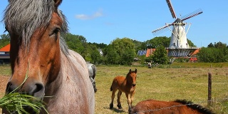 荷兰，马在风车前