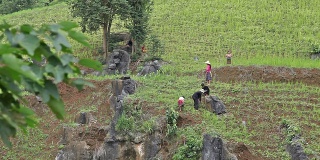农民们在梯田里干活