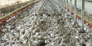 南非，肉鸡房的集约化工厂化养鸡