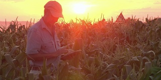 南非农民用数字平板电脑检查玉米田的进展