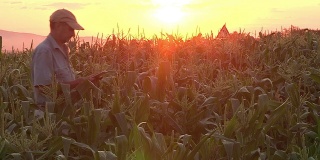 南非农民用数字平板电脑检查玉米田的进展