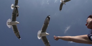 女人喂海鸥。哈特劳布海鸥，开普敦，南非