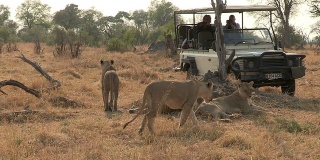 博茨瓦纳，游客们坐在狩猎车上观赏狮群