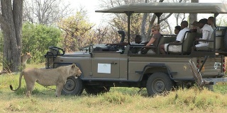 博茨瓦纳，游客们开着狩猎车去看狮子