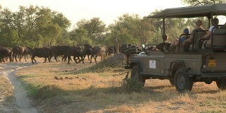 在博茨瓦纳，游客们开着狩猎车观赏野牛群