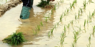 农民在田里种植水稻