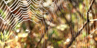 高清:清晨蜘蛛网，1920x1080