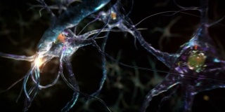 从突触中的神经元到人脑。Loopable。生物学。