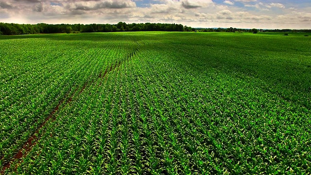 威斯康辛州郁郁葱葱的玉米田，空中俯瞰