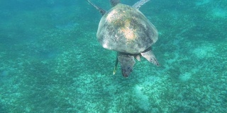 大海龟在清澈湛蓝的水中游泳