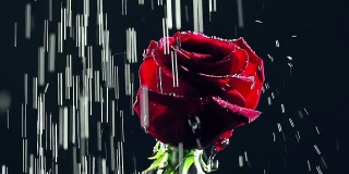 玫瑰在雨中