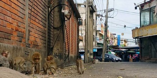 泰国街头的长尾猕猴或捕蟹猴