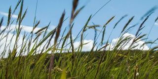 阿根廷火地岛的草在风中飘动