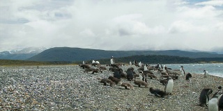 比格尔海峡岸边的麦哲伦企鹅聚居地