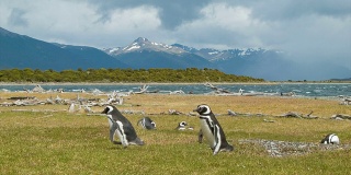 麦哲伦企鹅在南美洲的自然栖息地