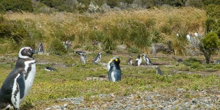 南美麦哲伦企鹅中的王企鹅