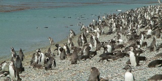 成千上万的麦哲伦企鹅在比格尔海峡的岩石海岸