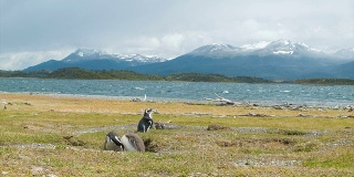 麦哲伦企鹅与婴儿在阿根廷海岸野生