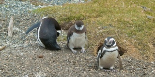 麦哲伦企鹅与婴儿在野外特写