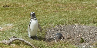 两只麦哲伦企鹅在一个阳光明媚的日子里