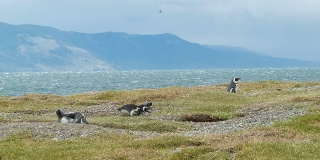 在南美洲海岸野外的麦哲伦企鹅
