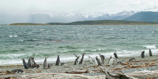 麦哲伦企鹅在自然界的场景