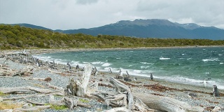 自然的麦哲伦企鹅在卵石滩上的死树