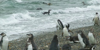 企鹅在自然环境中进入海浪